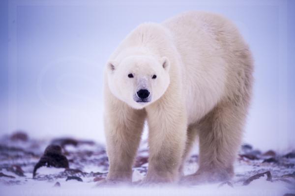 Male Polar Bear