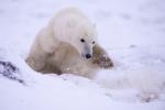 Polar Bear Swiping at an Arctic Fox