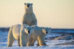 Polar Bear Family