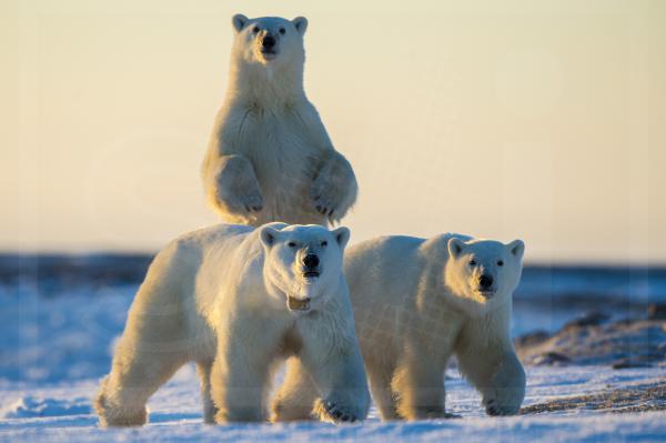 Polar Bears