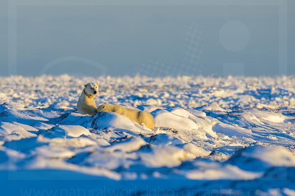 Polar Bear Family Nursing