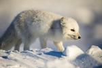 Adolescent Arctic Fox