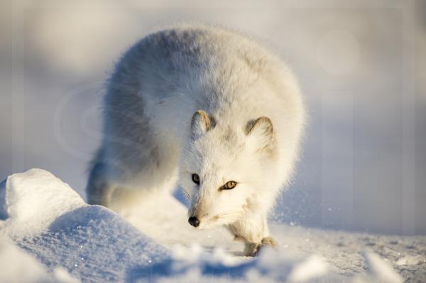 Juvenile Arctic Fox