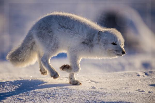 Running Arctic Fox