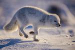 Running Arctic Fox