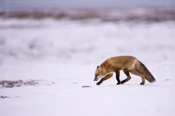 Red Fox Hunting