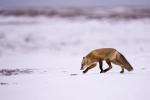 Red Fox Hunting