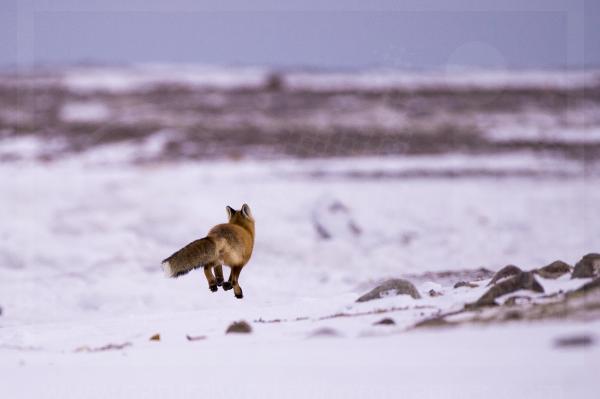 Red Fox Jumping