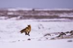 Red Fox Jumping