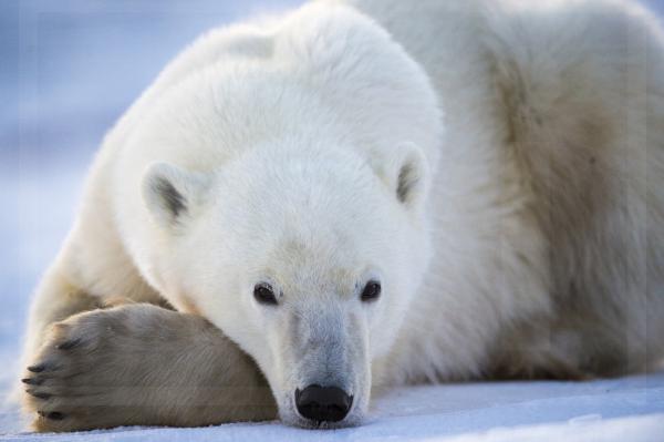 Sleepy Polar Bear