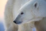 Male Polar Bear Portrait