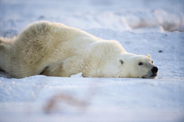 Lying in the Snow