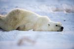 Lying in the Snow