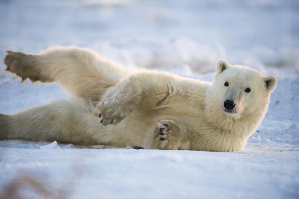 Polar Bear Relaxing at Dawn