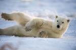 Polar Bear Relaxing at Dawn