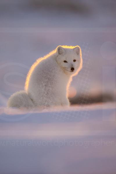 Back-Lit Arctic Fox