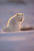 Back-Lit Arctic Fox