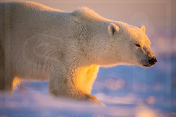 Dawn Polar Bear