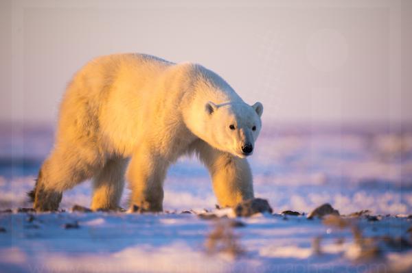 Polar Bear in Morning Light