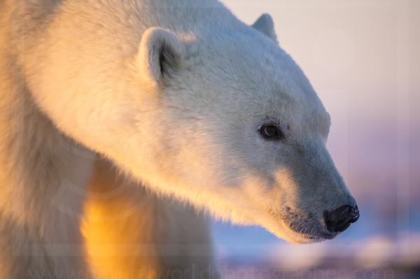 Polar Bear Portrait