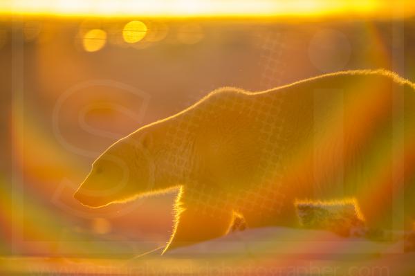 Polar Bear Light