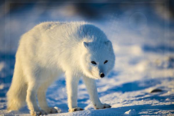 Winter Arctic Fox