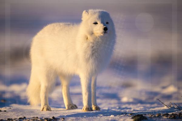 Adult Arctic Fox