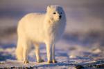 Adult Arctic Fox