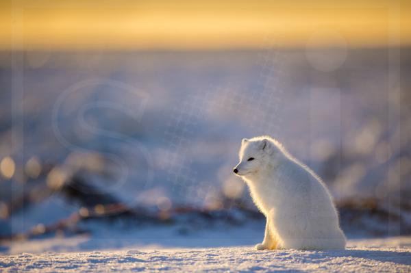 Arctic Fox at Dawn