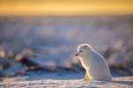 Arctic Fox at Dawn