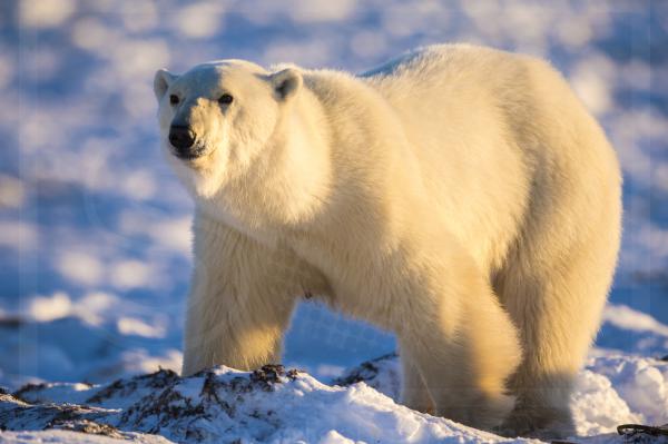 Polar Bear on Sea Ice