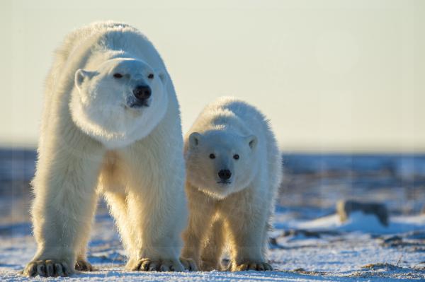 Polar Bear Mother and Cub