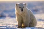 Polar Bear Cub