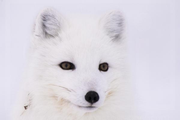 Arctic Fox Portrait