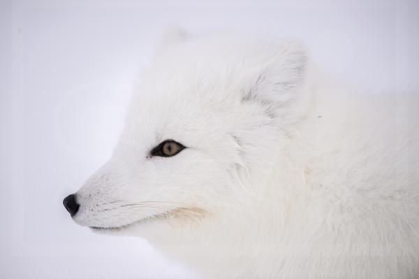 Arctic Fox Profile