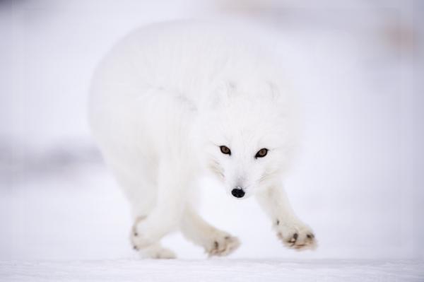 Windswept Arctic Fox