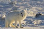 Arctic Fox