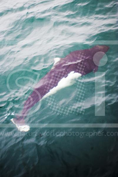 Dall's Porpoise