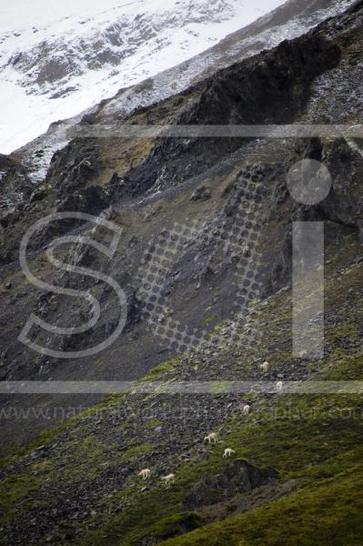 Dall Sheep Herd