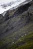 Dall Sheep Herd