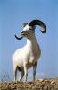 Dall Sheep Ram