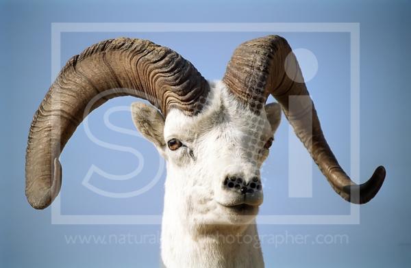Dall Sheep Ram Portrait