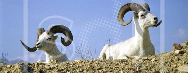 Dall Sheep Rams