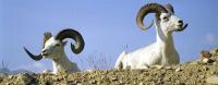 Dall Sheep Rams