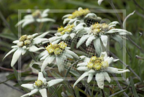 Edelweiss