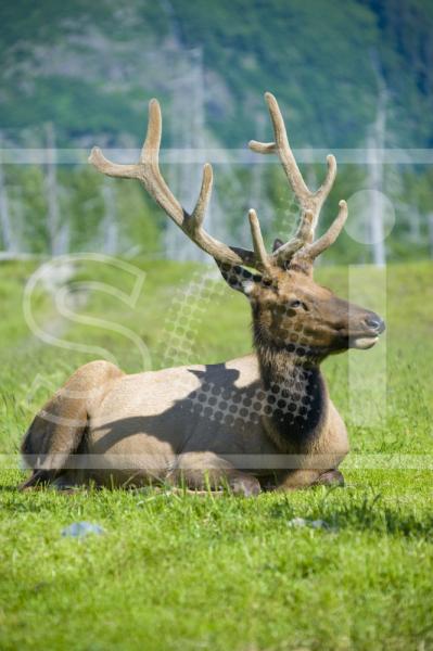 Bull Elk