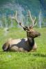 Bull Elk