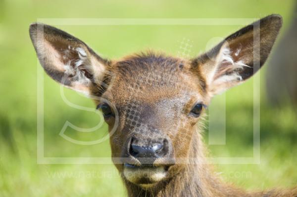 Elk Calf