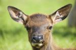 Elk Calf