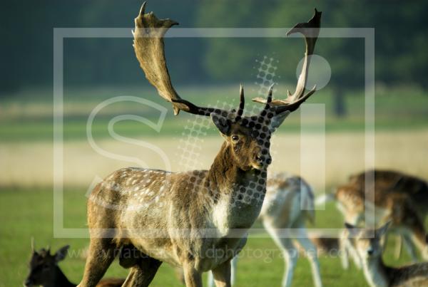 Fallow Deer Buck